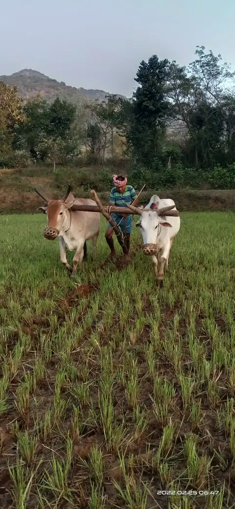 ଚାସ କା଼ମ