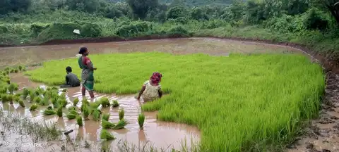 ତଳି ଉପୁଡ଼ି ଗୀଣ୍ଡୁ 1